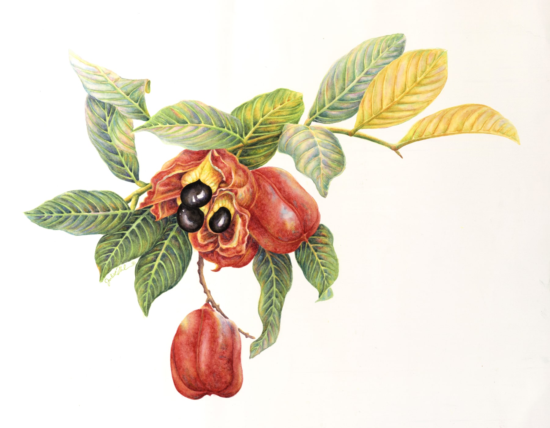 Ackee & Leaves: Watercolor on paper