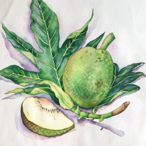 Breadfruit & Leaves: Watercolor on paper