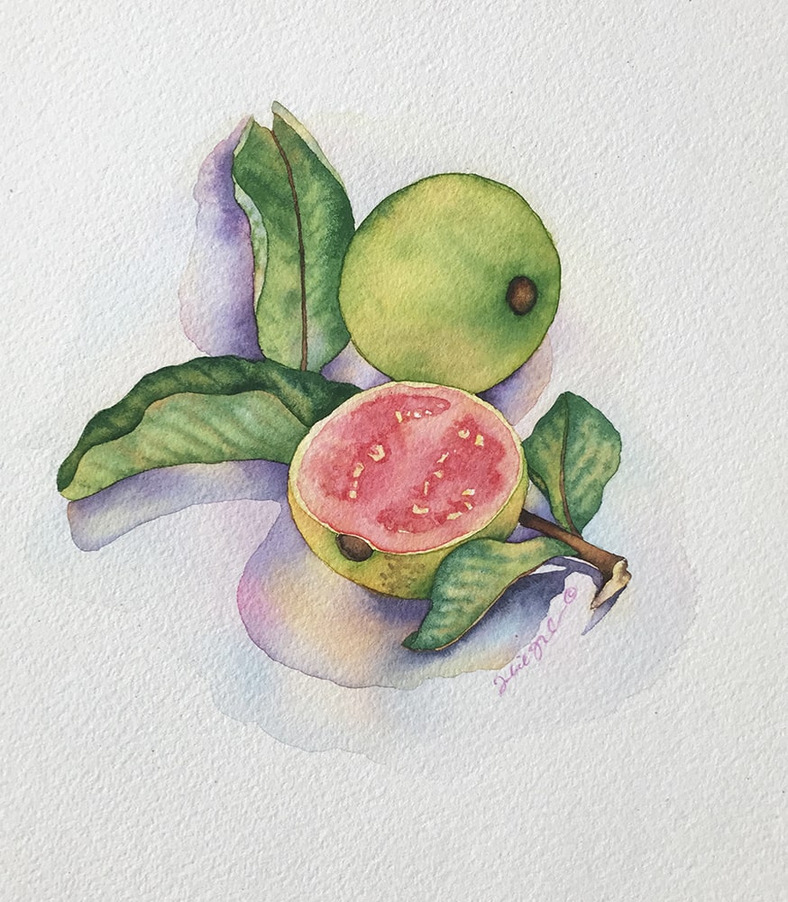 Guava & Leaves: Watercolor on paper