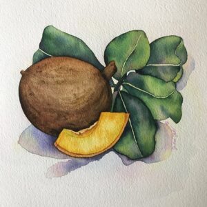 Mammee Apple: Watercolor on paper