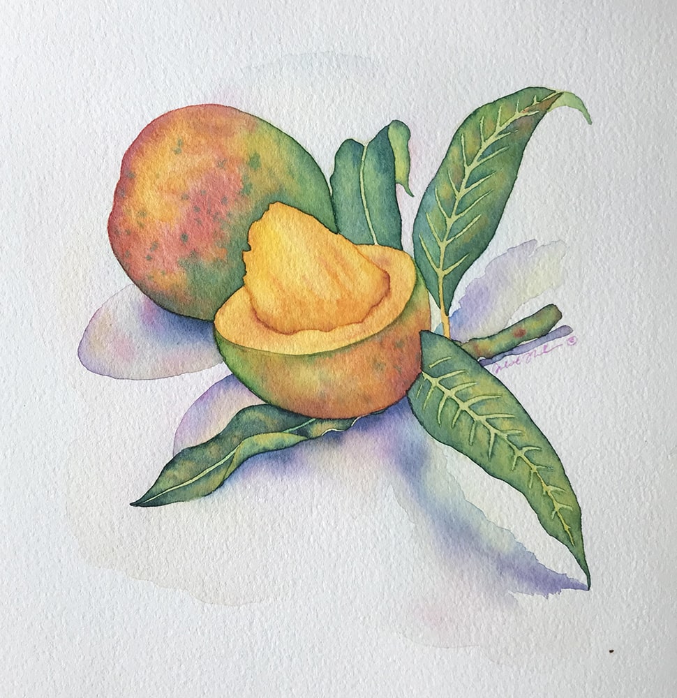 Mango & Leaves: Watercolor on paper
