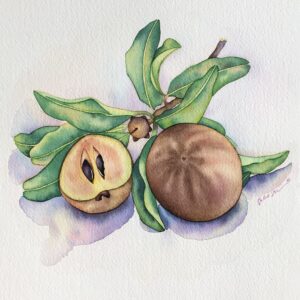 Naseberries & Leaves: Watercolor on paper