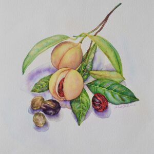 Nutmeg & Leaves: Watercolor on paper