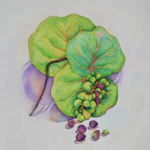 Sea Grapes & Leaves: Watercolor on paper
